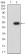 CD307A Primary Antibody MP31713  [M8F7F2]