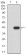 RB1CC1 Primary Antibody  MP31717 [M2C9A11]
