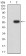 WDFY3 Primary Antibody   MP31721 [M4G9H4]