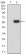 CD355 Primary Antibody  MP31723 [M1C11E10]