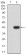 RUBCN Primary Antibody   MP31732   [M4F5B5]