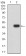 PINK1 Primary Antibody   MP31733   [M3A9F8]