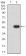MCM3AP Primary Antibody MP31735 [M5B2C4]