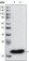 GSTP1 Primary Antibody MP20099 [M3F2C2]