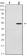 SUZ12 Primary Antibody MP30143 [M3D10]