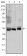 MAP2K4 Primary Antibody MP30168 [M5H4]