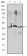 OTX2 Primary Antibody MP30218 [M1H12G8B2]