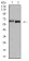 VP2 Primary Antibody MP31111 [M4E5A4]