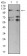 SMARCA1 Primary Antibody MP31204 [M2H7B8]