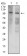 GRIK3 Primary Antibody MP31292 [M2B4H1]
