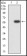 XIAP Primary Antibody MP31695  [M4C12G10]