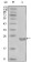 CD10 Primary Antibody MP20257 [M3G9D10]
