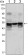 GFAP Primary Antibody MP30108 [M6A6]
