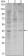WIF1 Primary Antibody MP30111 [M1G5]