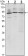 IGF2BP3 Primary Antibody MP30129 [M8F11]