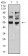 MITF Primary Antibody MP31088 [M8F1G5]