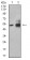 ALDH1A1 Primary Antibody MP31230 [M2B2G1]