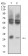 CD215 Primary Antibody MP31696 [M5F10D9]