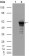 Desmin Primary Antibody MP20094 [M10H7D2]