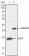 LIN28 Primary Antibody MP20271 [M6D1F9]