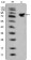 ISL1 Primary Antibody MP20344 [M1H9]