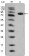 ISL1 Primary Antibody MP20345 [M1B1]
