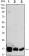 COX4I1 Primary Antibody MP30096 [M6B3]