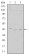 CDK9 Primary Antibody MP30212 [M1B5D10]
