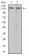 RAD50 Primary Antibody MP30977 [M3D2G10]