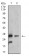 TNFSF13B Primary Antibody MP31222 [M6C3A2]