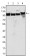 MSH2 Primary Antibody MP20025 [M1B3A8A8]