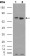 ER Primary Antibody MP20139 [M5D4B1]