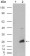 CRYAB Primary Antibody MP20182 [M1D11C6E6]
