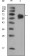 FGFR4 Primary Antibody MP20328 [M7H1]