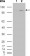ABL2 Primary Antibody MP20429 [M1H1]