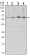CCNB1 Primary Antibody MP30116 [M1B10]