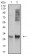 HLA-DRA Primary Antibody MP31113 [M1C11A5]