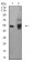 ALDH1A1 Primary Antibody MP31231 [M2G1G4]