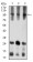 ATXN1 Primary Antibody   MP31607 [M2B8A2]