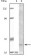 BLK Primary Antibody MP20086 [M9D10B7]