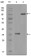 HCK Primary Antibody MP20166 [M3D12E10]