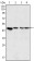 MAP2K2 Primary Antibody MP30009 [M7F5]