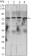 CHUK Primary Antibody MP30106 [M3G12H9]