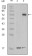 STYK1 Primary Antibody MP20168 [M2H2F10]