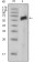 AXL Primary Antibody MP20332 [M7E10]