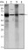 ALDH1A1 Primary Antibody MP30102 [M5A11]