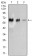 TRAFD1 Primary Antibody  MP30460A [M8E6E7]