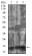 FSHB Primary Antibody MP30640 [M3C1E4]