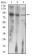 LHCGR Primary Antibody MP30751 [M8G9A2]