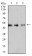 SMAD1 Primary Antibody MP31031 [M7G11G7]
